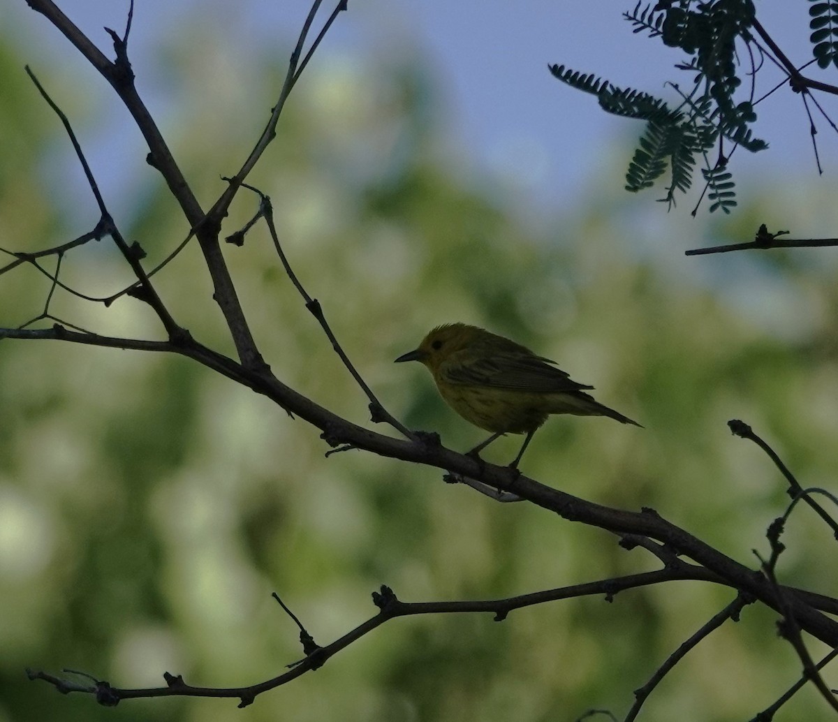 Yellow Warbler - John  Paalvast