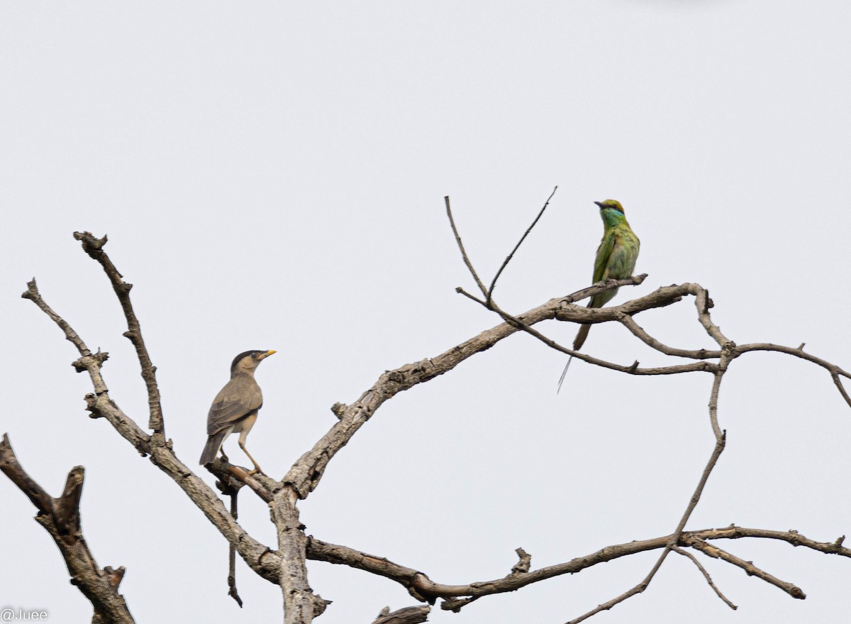 Asian Green Bee-eater - ML620635976