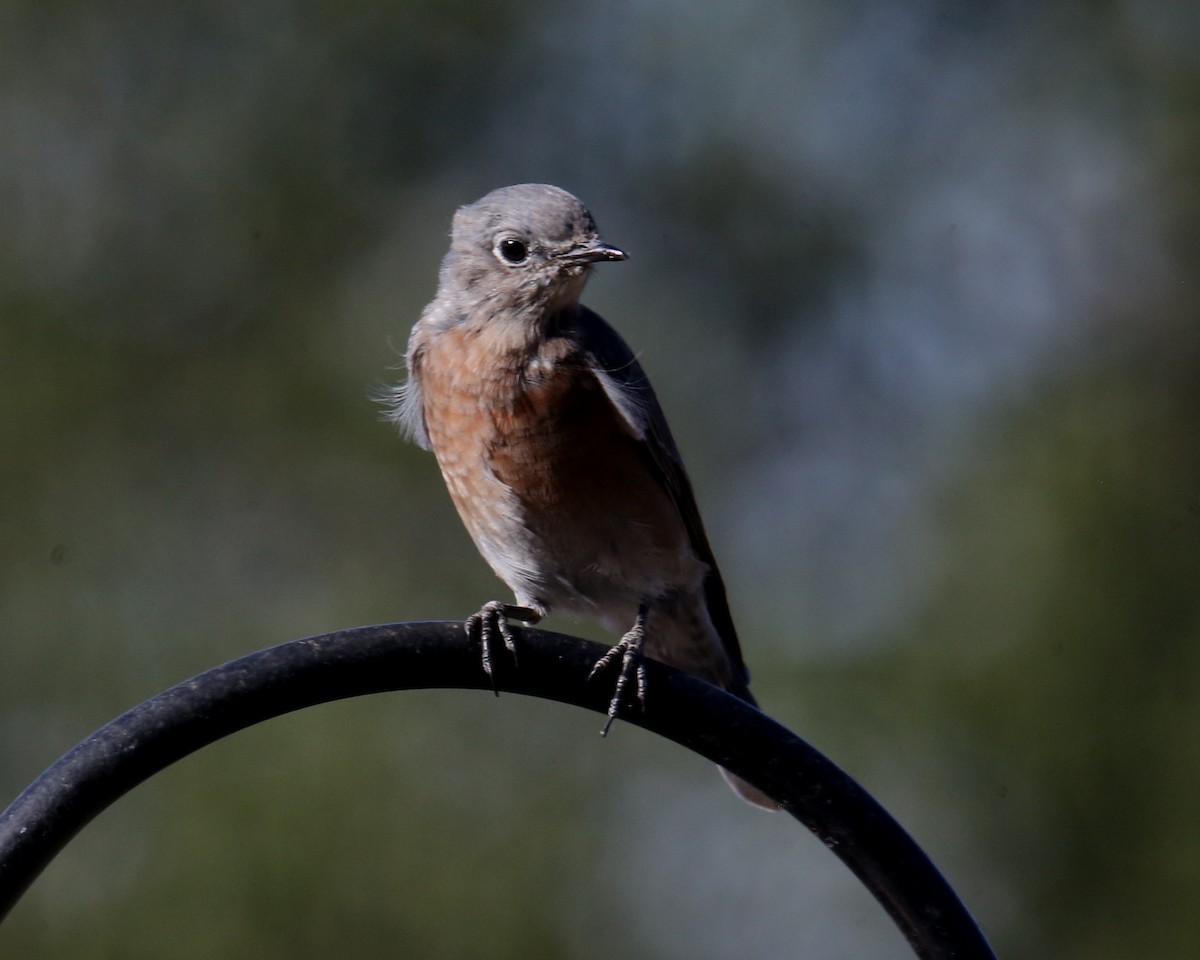 Western Bluebird - ML620635979