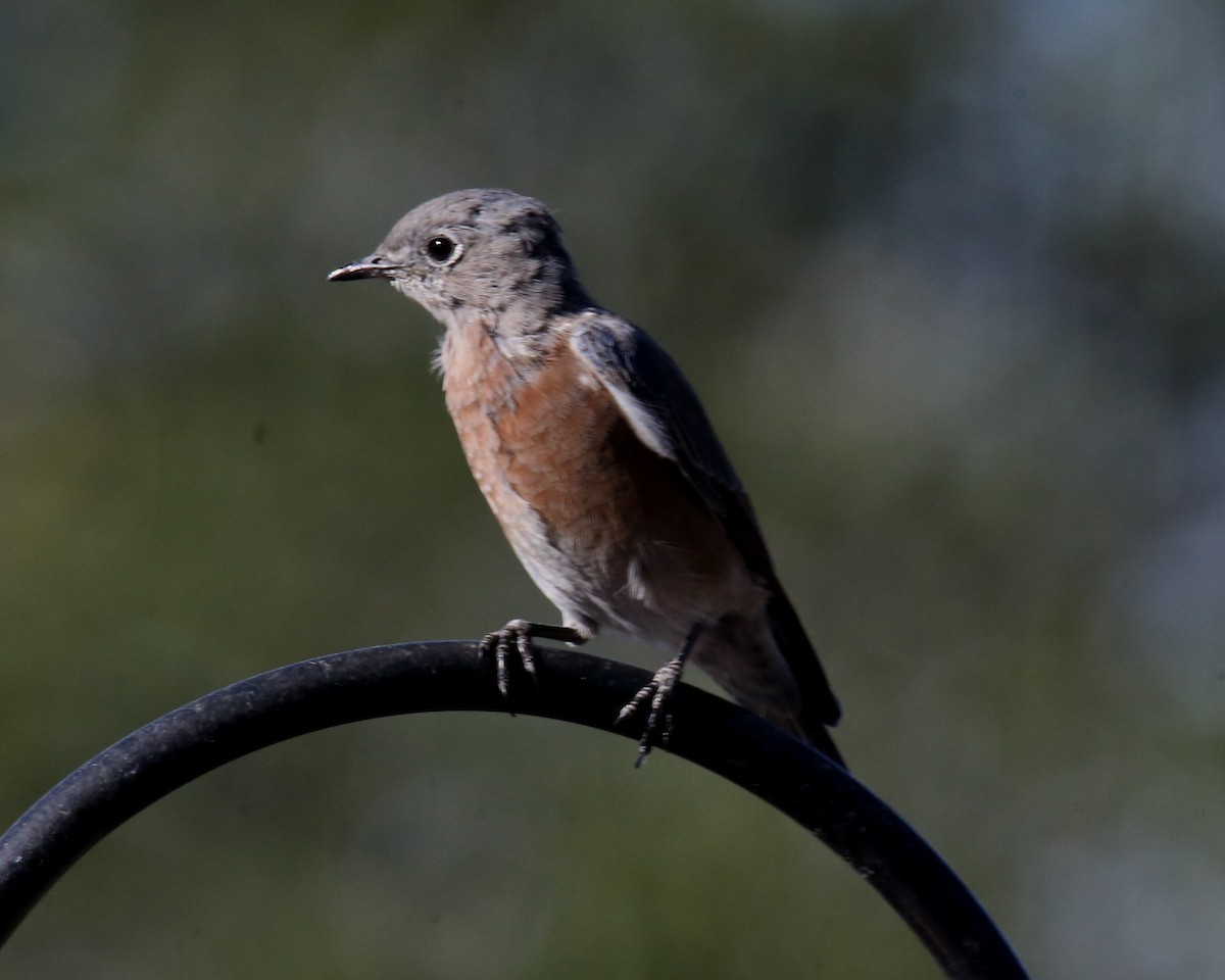 Western Bluebird - ML620635980