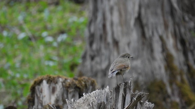 Ruiseñor Coliazul (albocoeruleus) - ML620635982