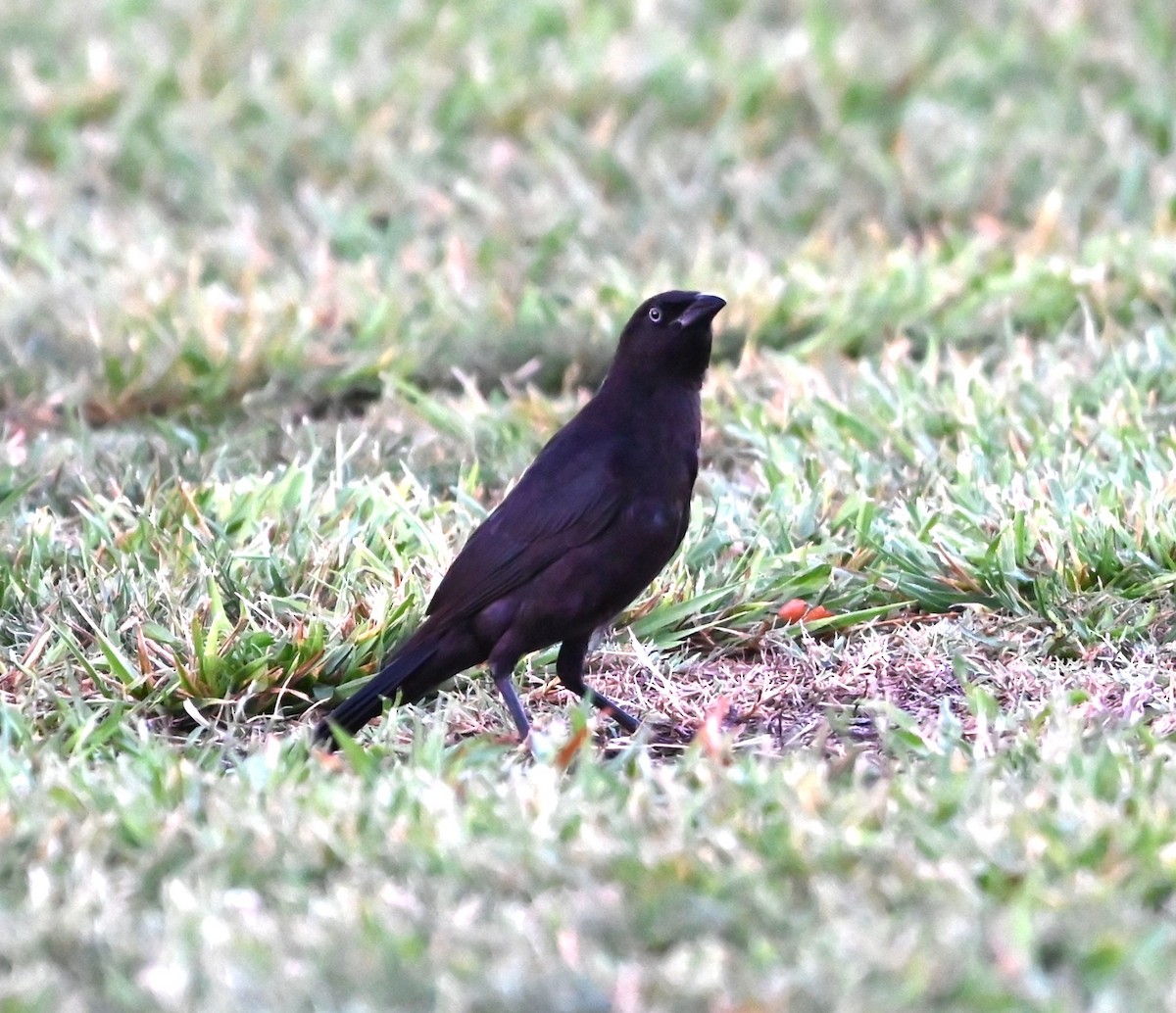 Common Grackle - ML620635986