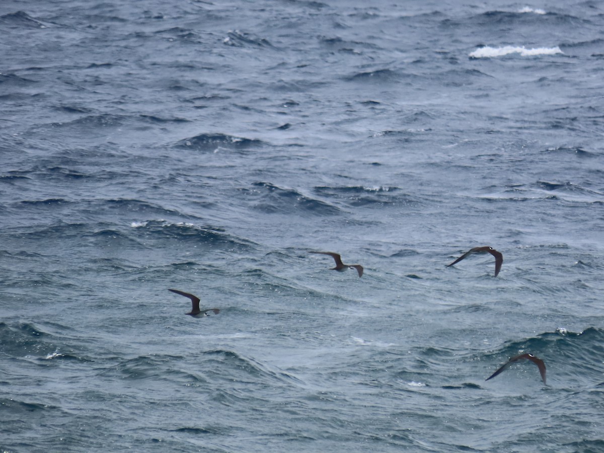 Sooty Tern - ML620635989