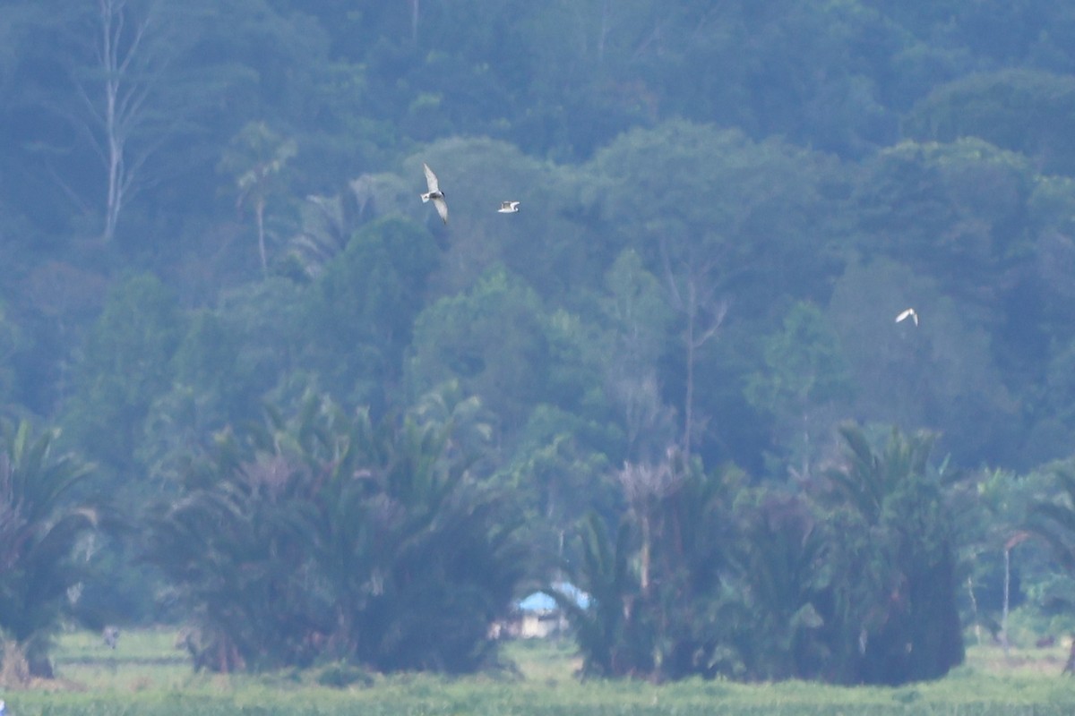 Whiskered Tern - ML620635996