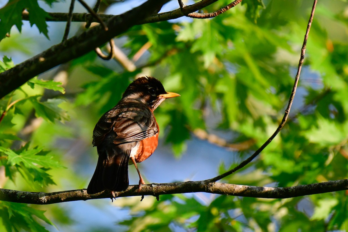 American Robin - ML620635998