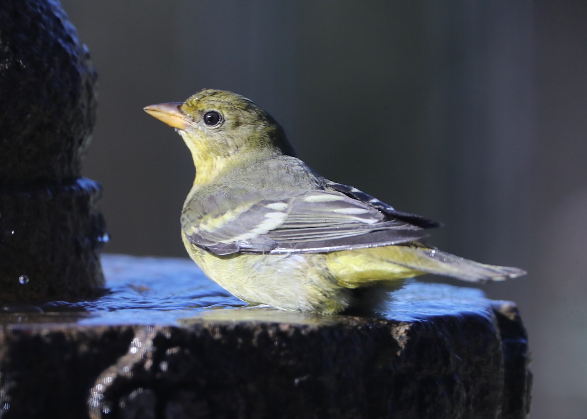 Western Tanager - ML620635999