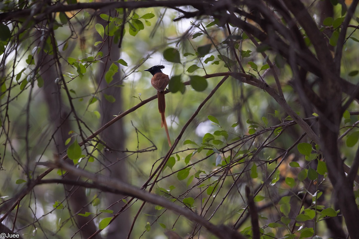 Indian Paradise-Flycatcher - ML620636000