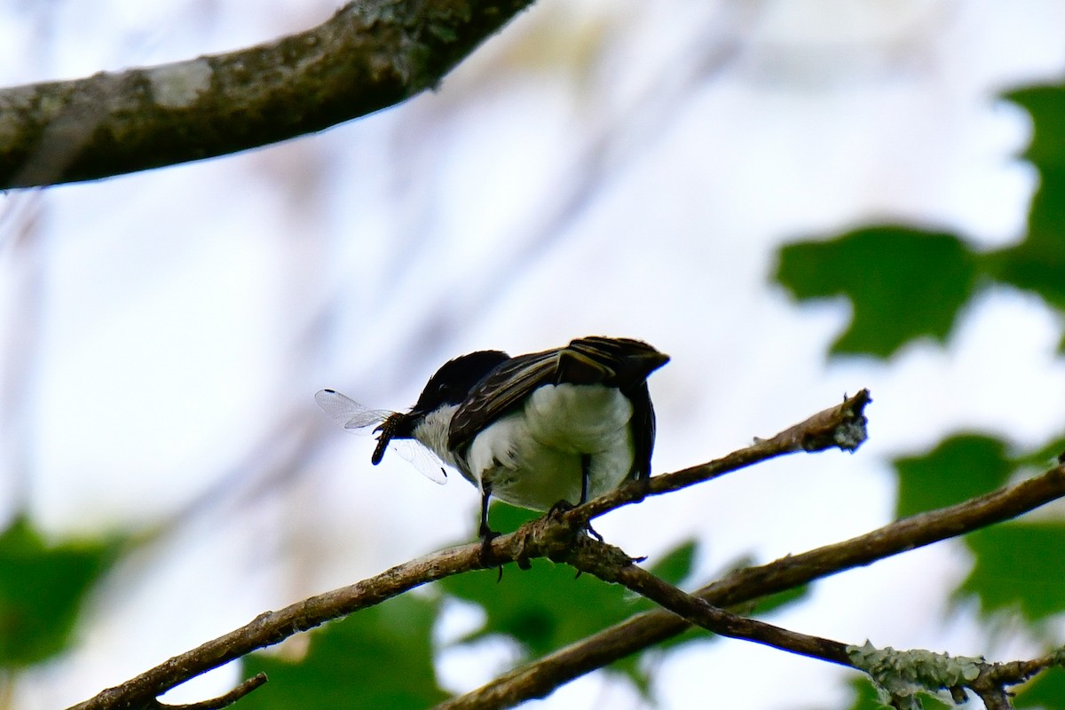 Eastern Kingbird - Cristine Van Dyke