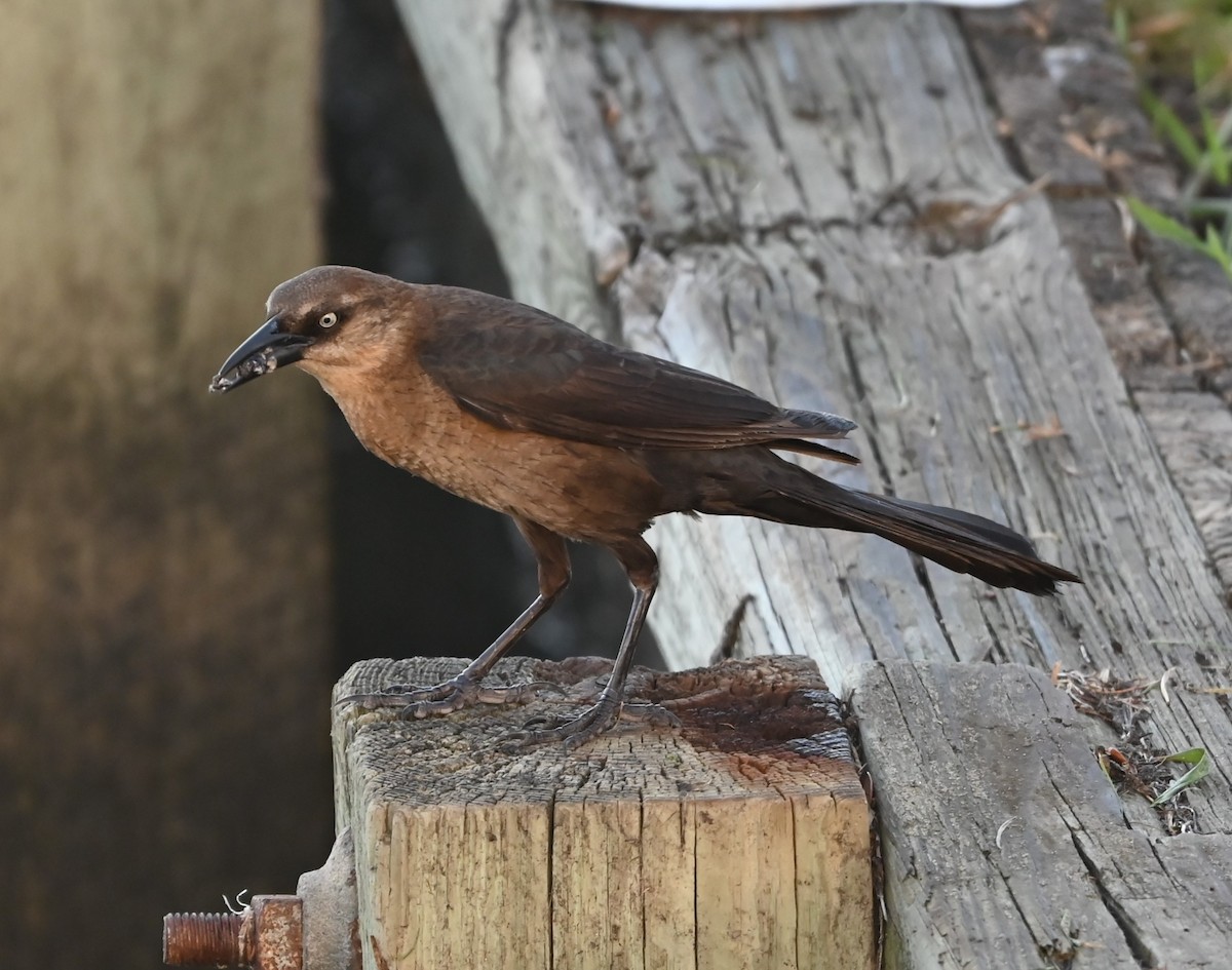 Boat-tailed Grackle - ML620636003