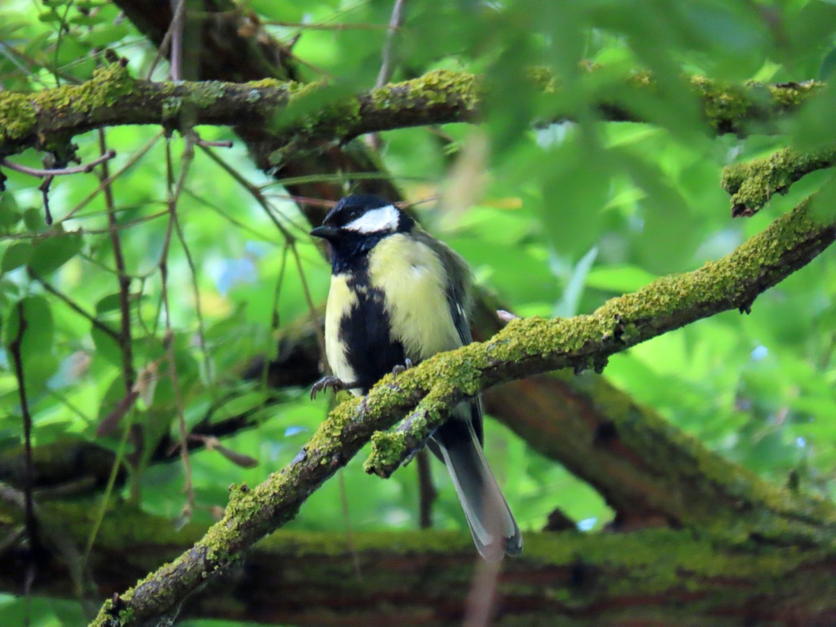 Great Tit - ML620636004