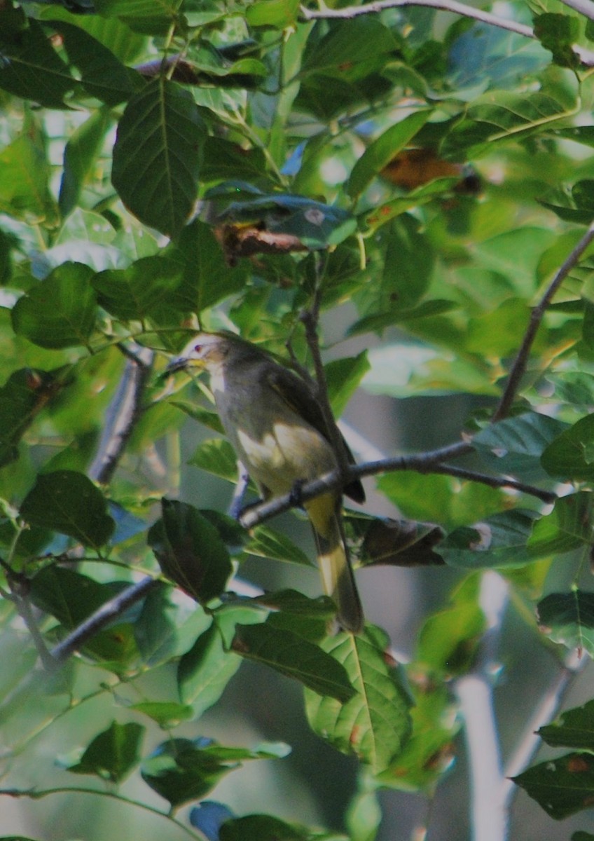 White-browed Bulbul - ML620636005