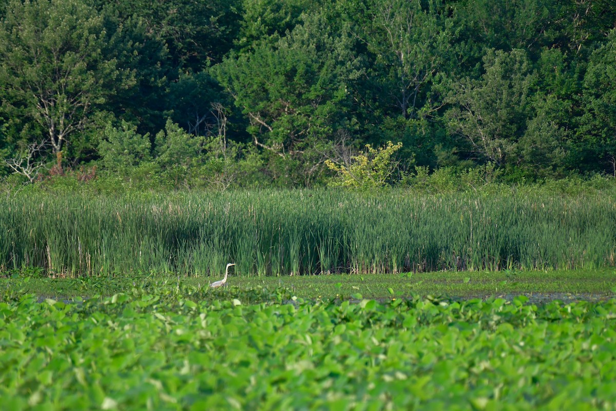 Great Blue Heron - ML620636006