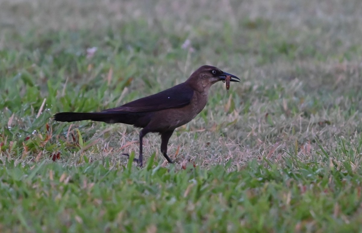 Boat-tailed Grackle - ML620636007