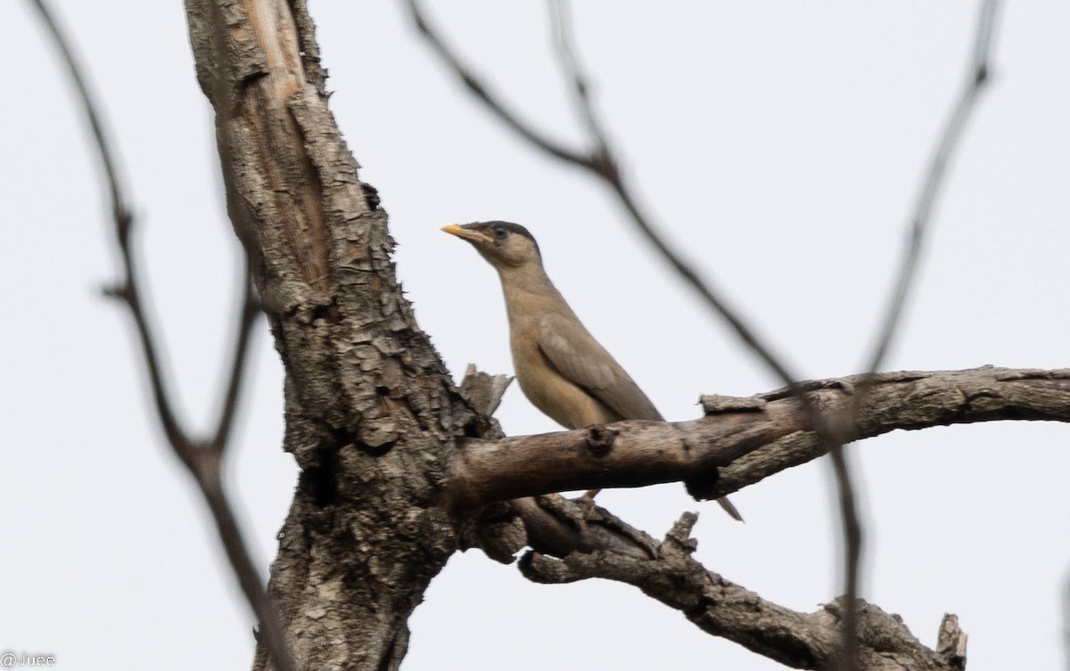 Brahminy Starling - ML620636008