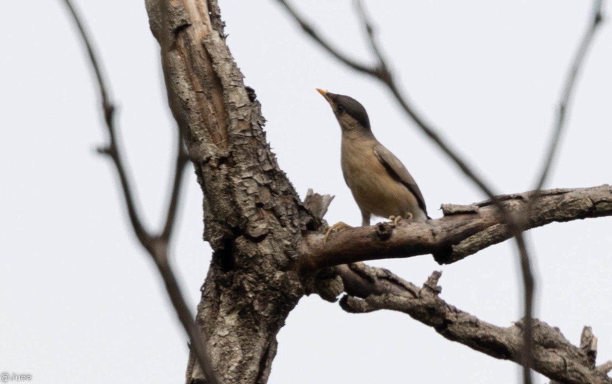 Brahminy Starling - ML620636009