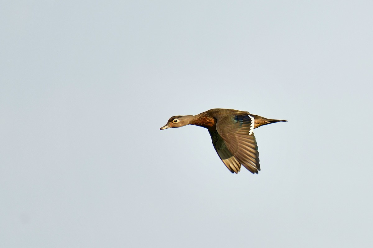 Wood Duck - ML620636010