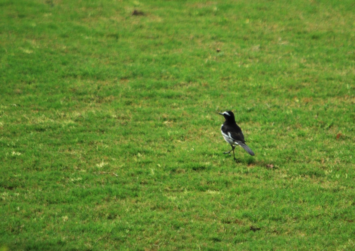 White-browed Wagtail - Christian Doerig