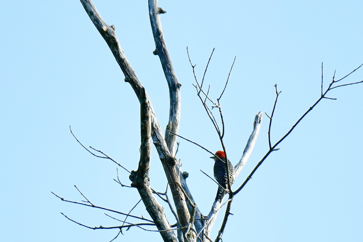 Red-bellied Woodpecker - ML620636013