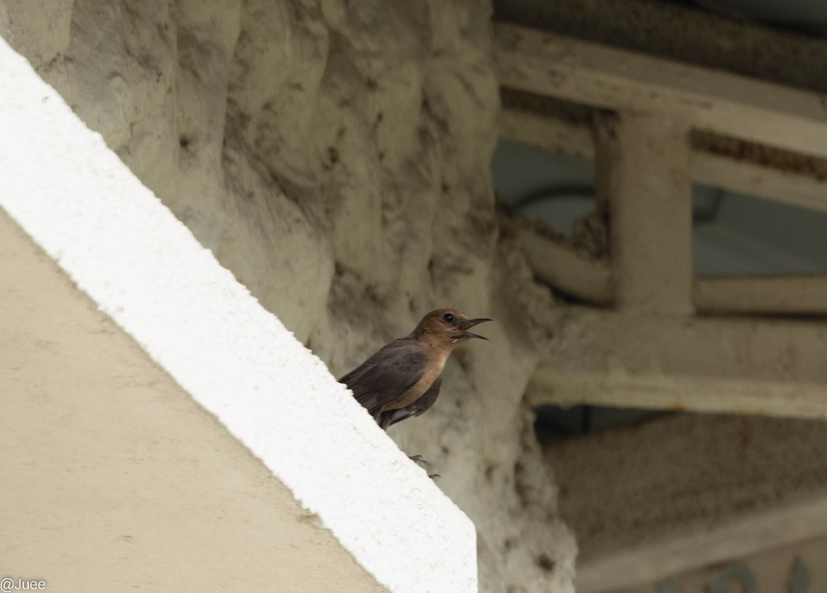 Brown Rock Chat - ML620636015