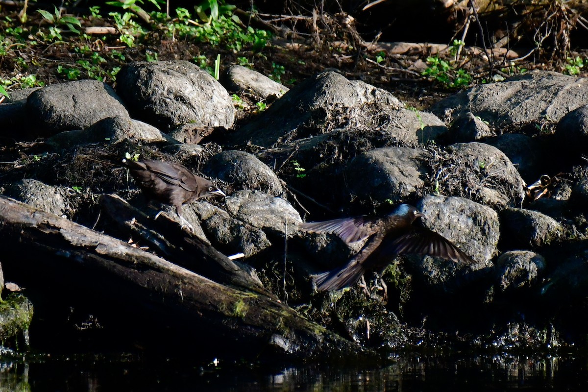 Common Grackle - ML620636017