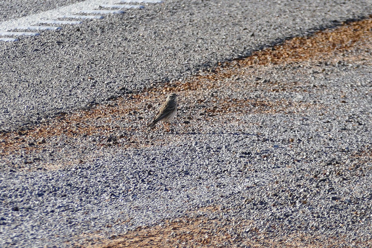 Australian Pipit - ML620636018