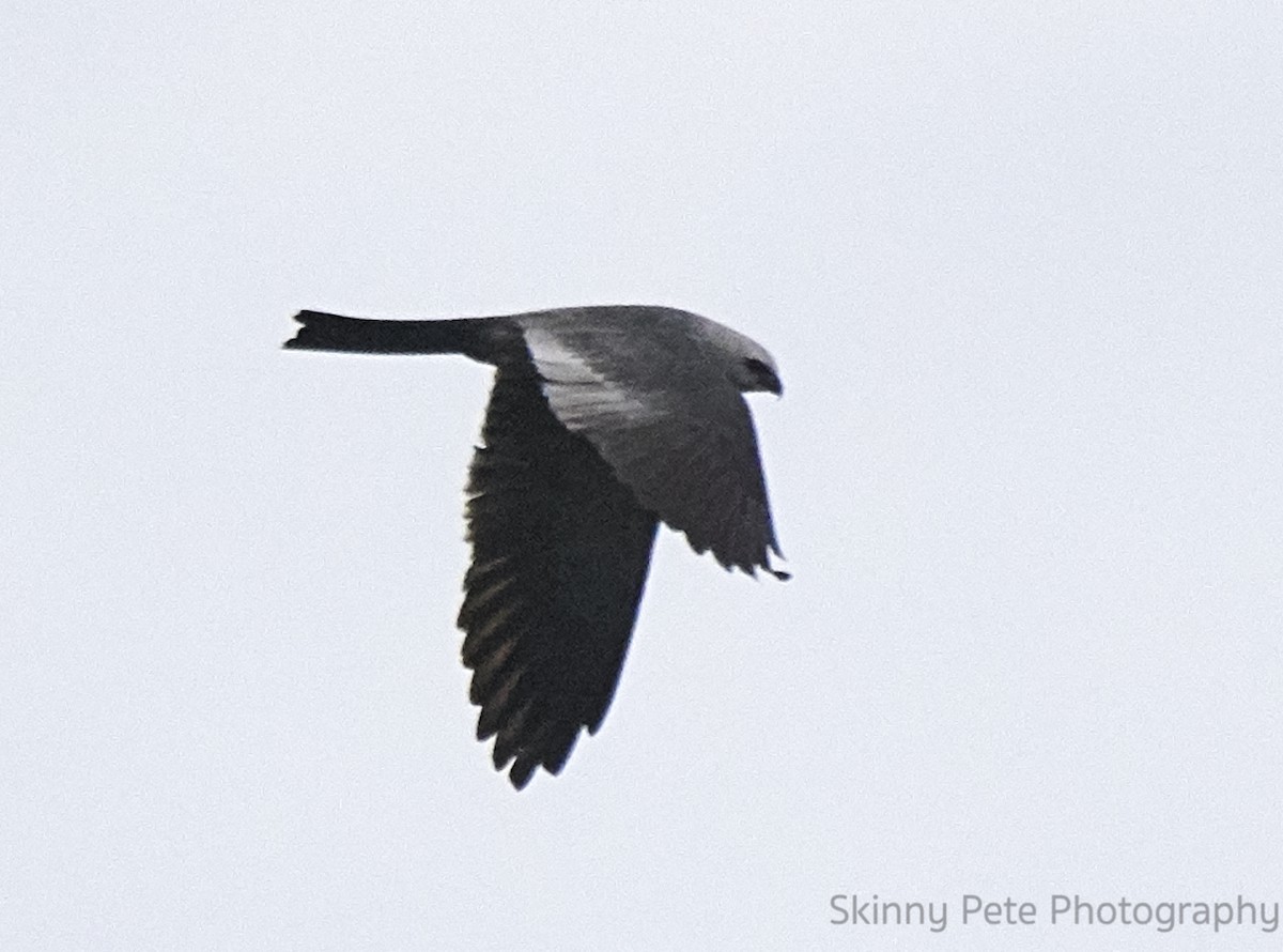 Mississippi Kite - ML620636021