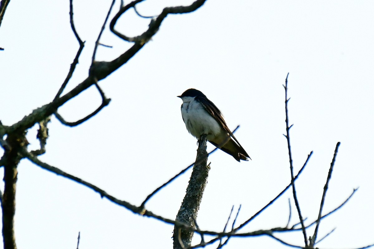 Golondrina Bicolor - ML620636028