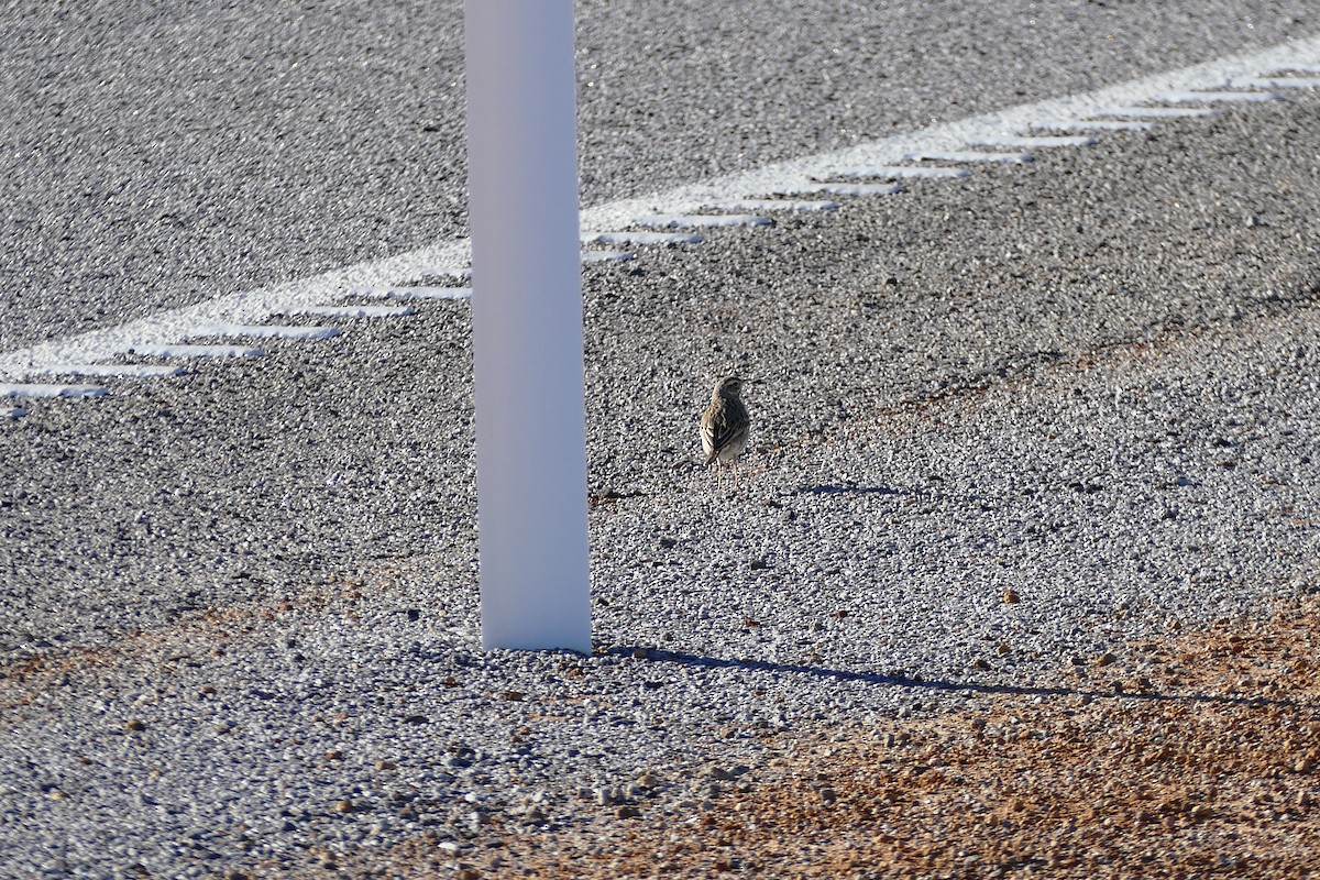 Australian Pipit - Colin Howells