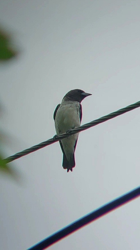 White-breasted Woodswallow - ML620636031