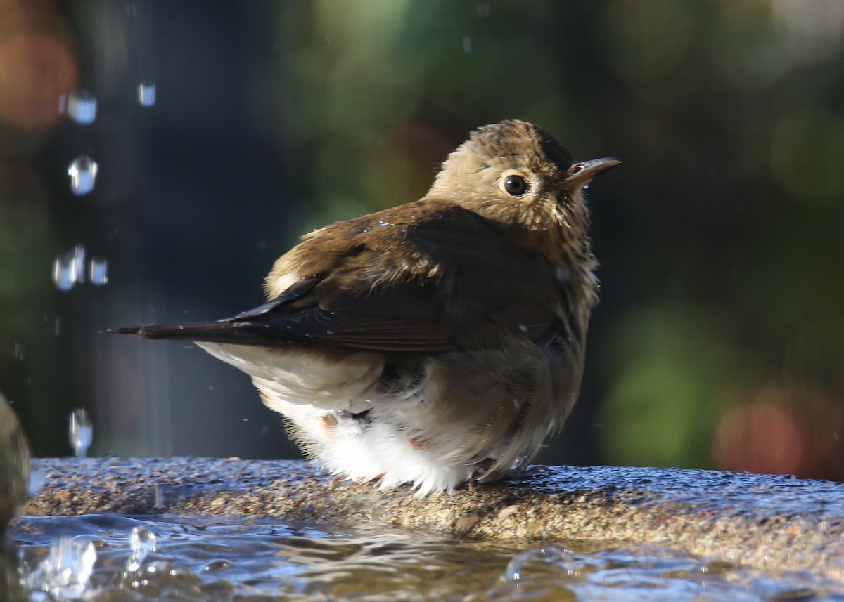 Hermit Thrush - ML620636033