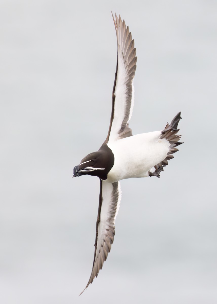 Razorbill - ML620636036