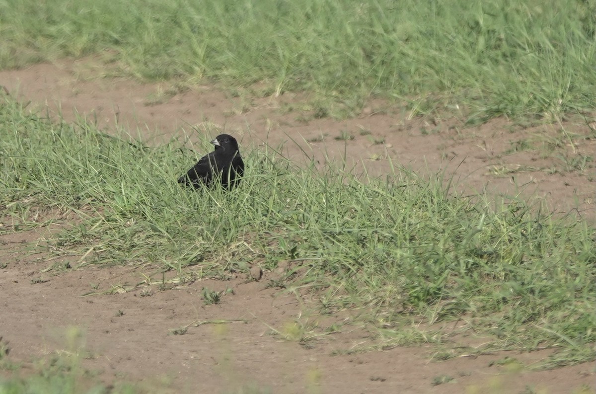 Black Lark - Martin Kennewell