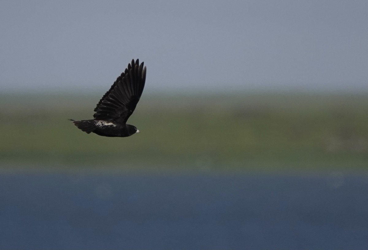 Calandria Negra - ML620636054