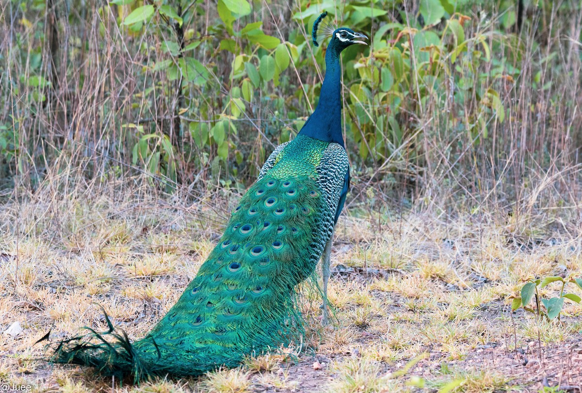 Indian Peafowl - ML620636062