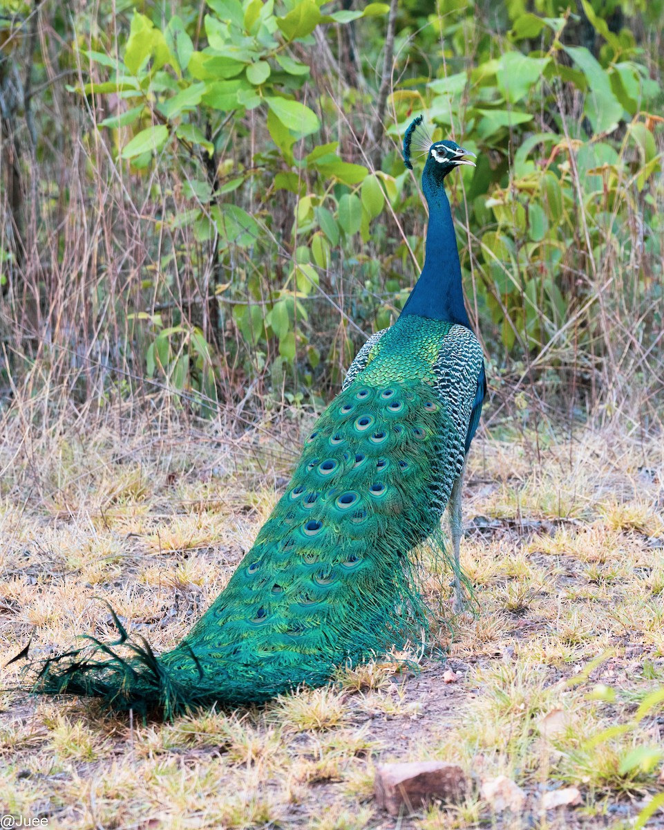 Indian Peafowl - ML620636063