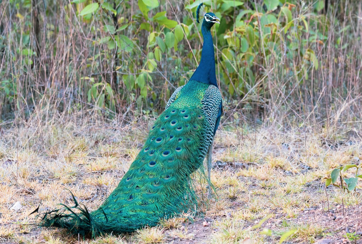 Indian Peafowl - ML620636064