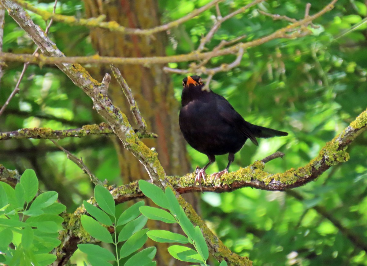 Eurasian Blackbird - ML620636065