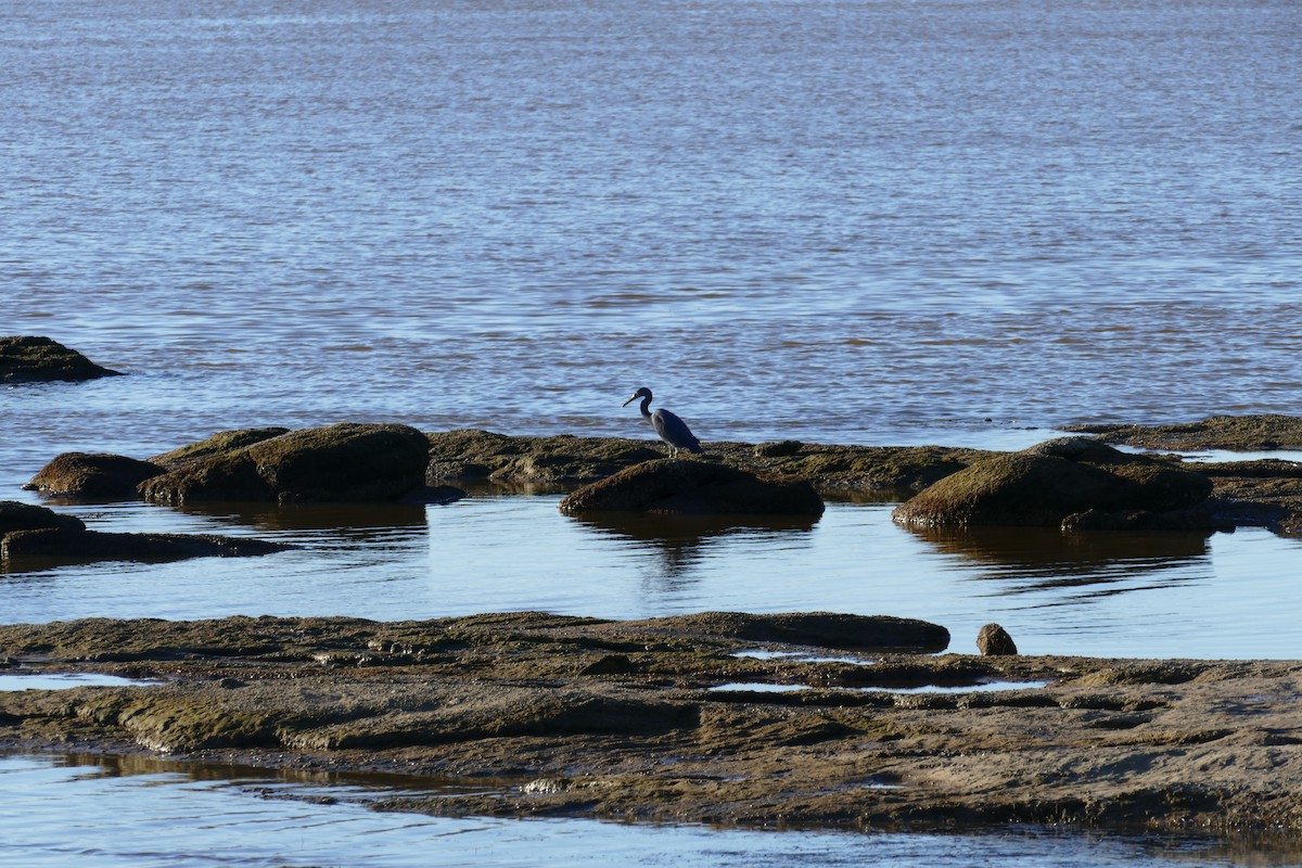 Pacific Reef-Heron - ML620636066