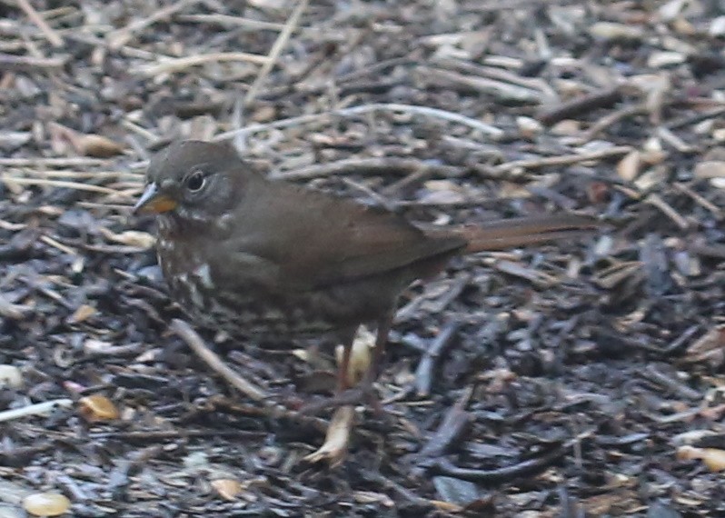 Fox Sparrow - ML620636069