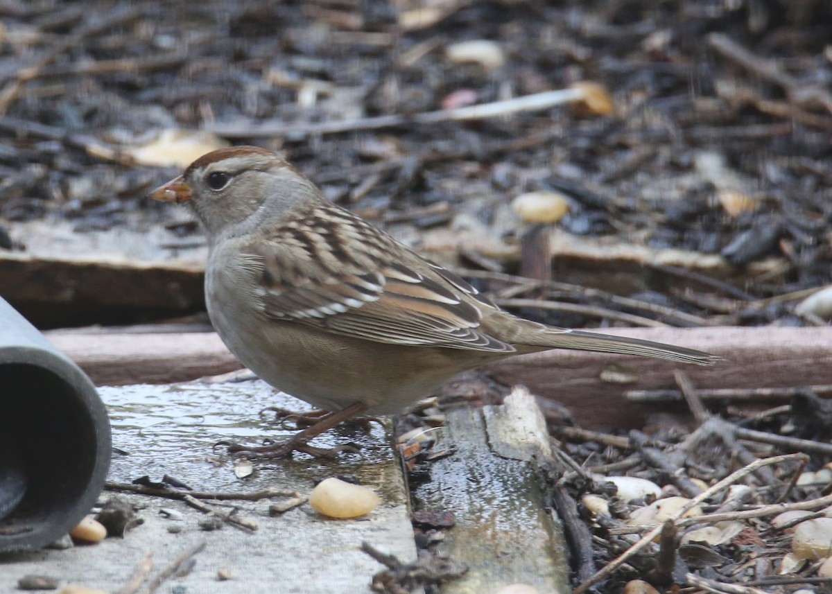 White-crowned Sparrow - ML620636071