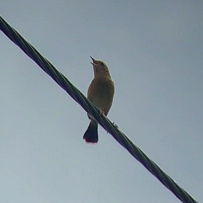 Golden-headed Cisticola - ML620636072