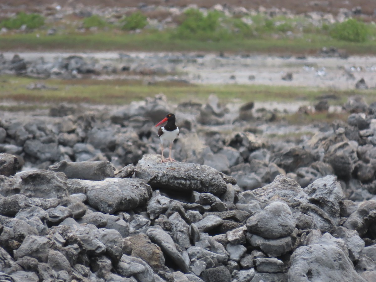 American Oystercatcher - ML620636076