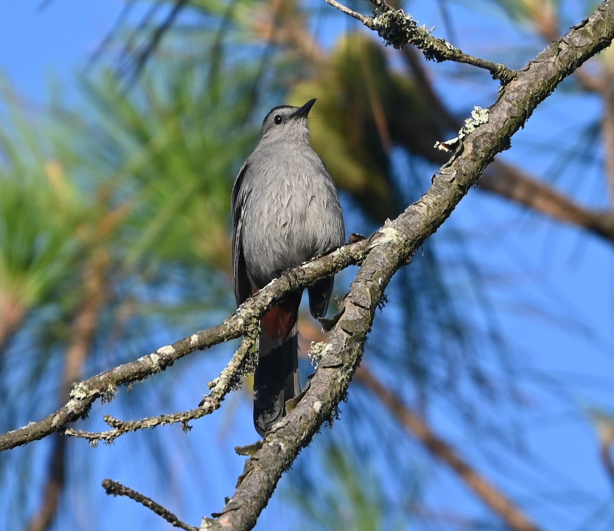 Gray Catbird - ML620636078