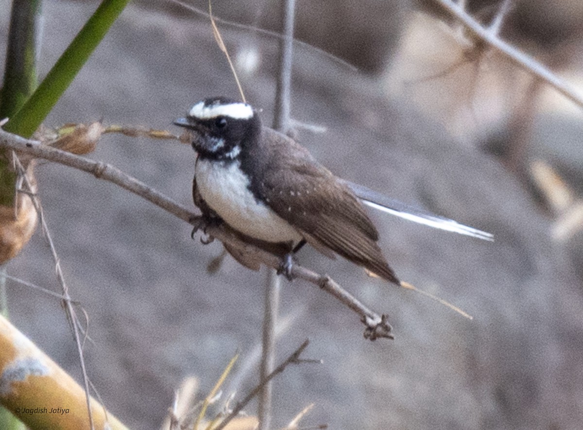 White-browed Fantail - ML620636079