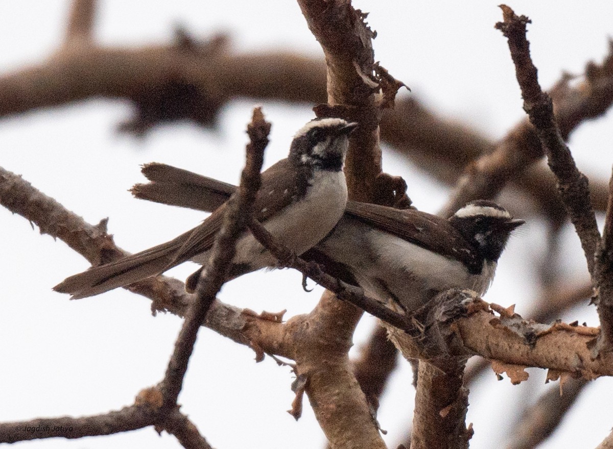 White-browed Fantail - ML620636080