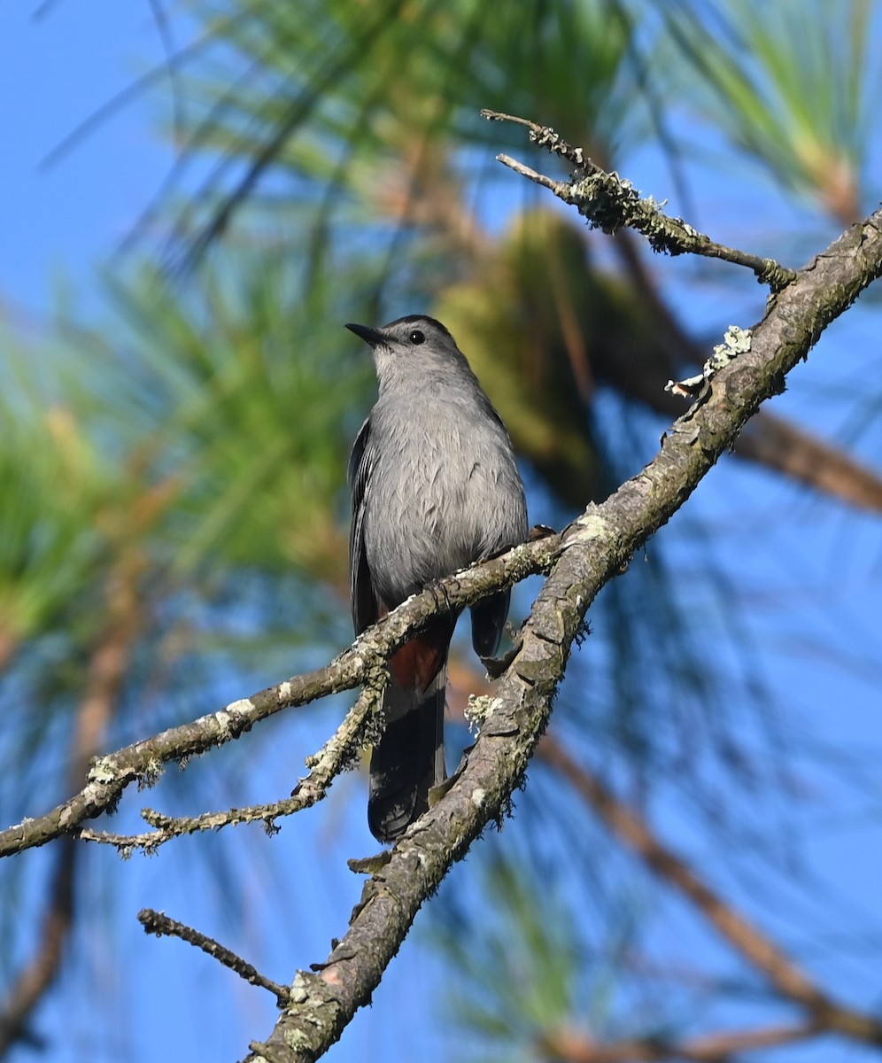 Pájaro Gato Gris - ML620636081