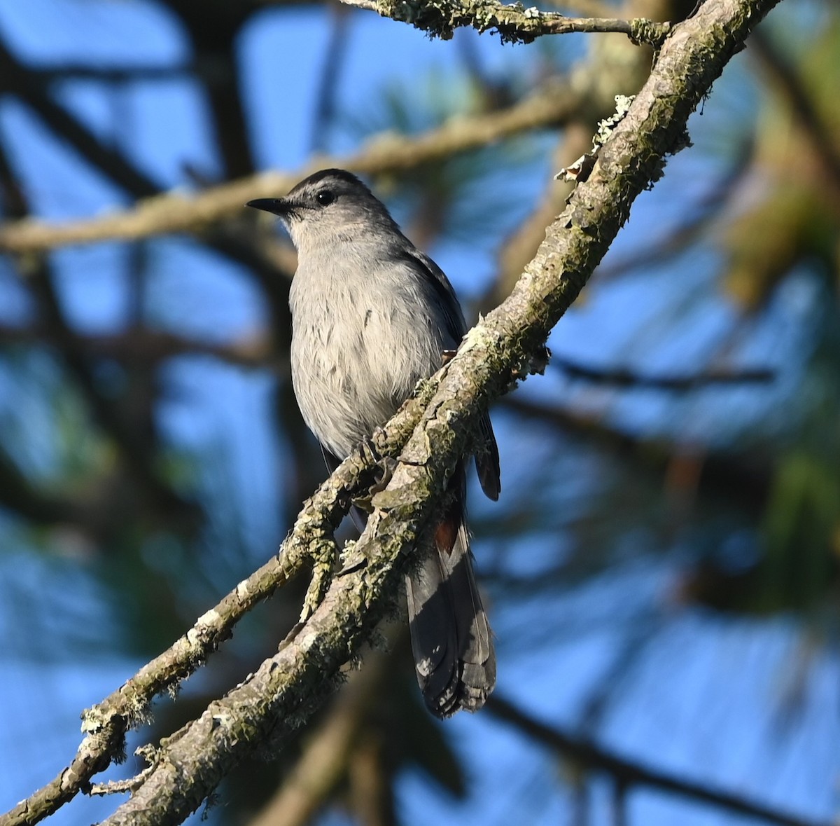 Pájaro Gato Gris - ML620636083