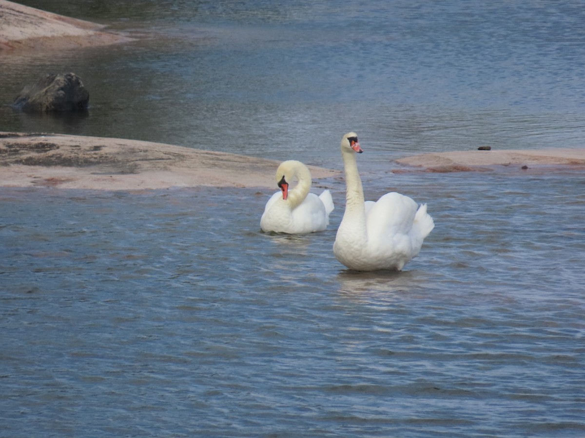 Mute Swan - ML620636084