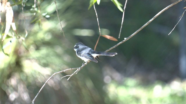 Gray Fantail (preissi) - ML620636085