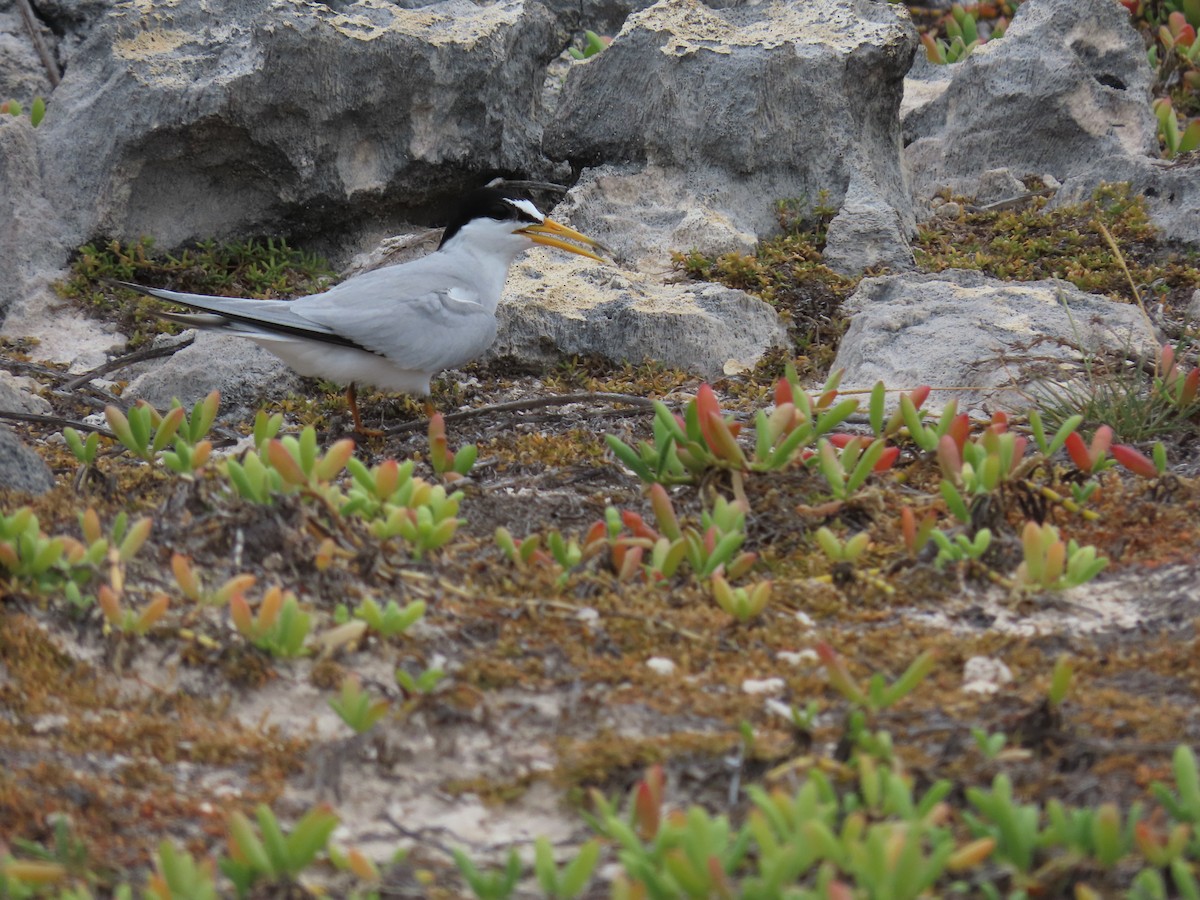 Least Tern - ML620636088